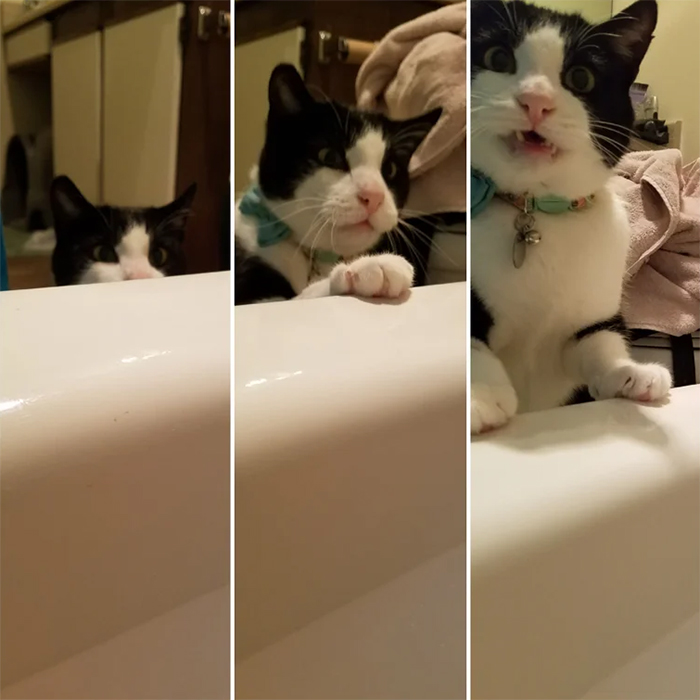 kitty thinks owner is drowning in the bath tub