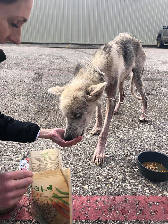 lady feeding a thin husky