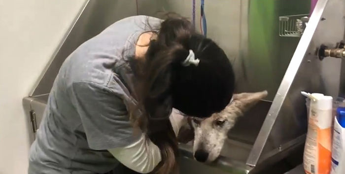 lady giving a husky a bath