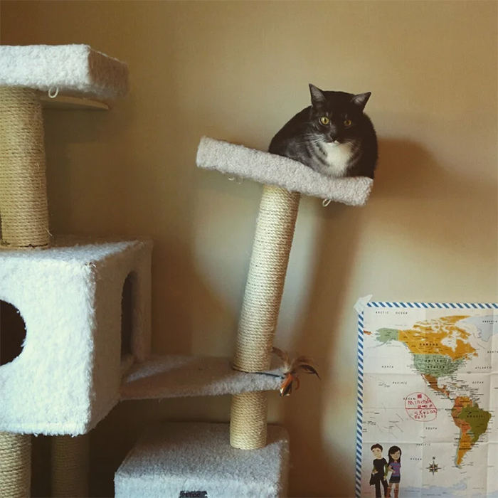 leaning tower of cat tree