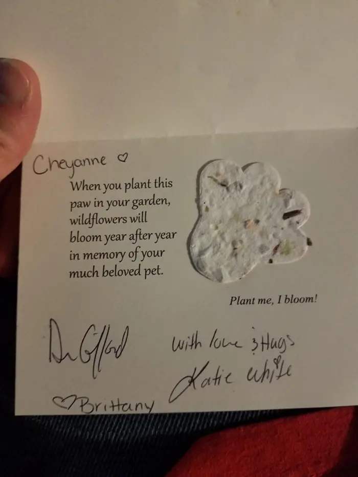 letter with cat paw print full of flower seeds