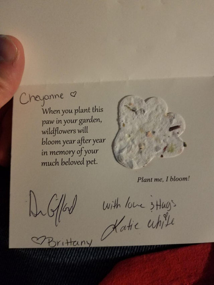 letter with cat paw print full of flower seeds