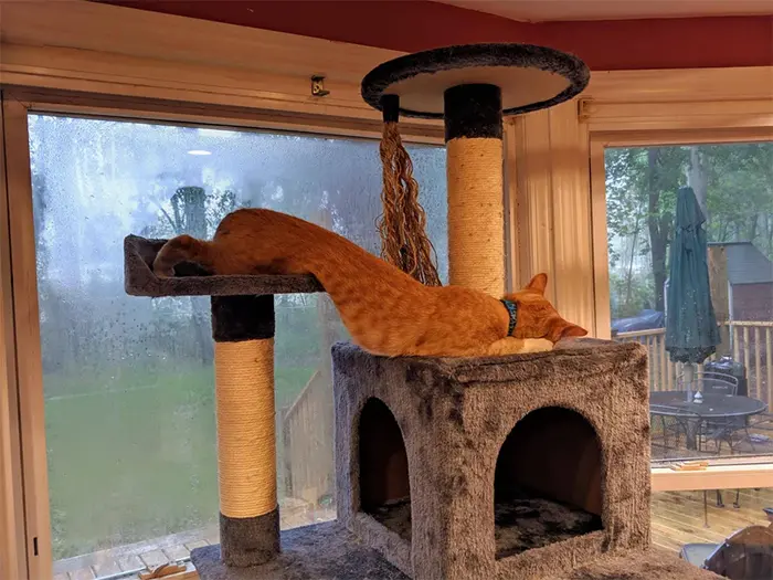 liquid long cats