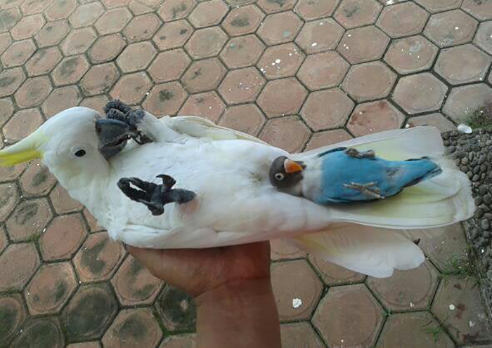 little lying on a cockatoo's tail