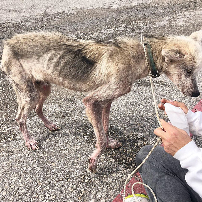 maltreated husky rescued by a animal rights advocates