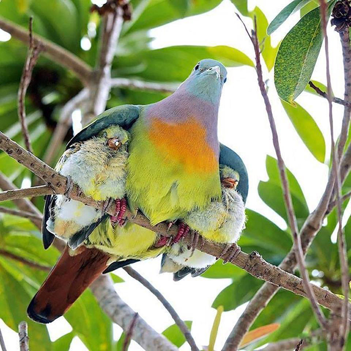 mother bird and her babies