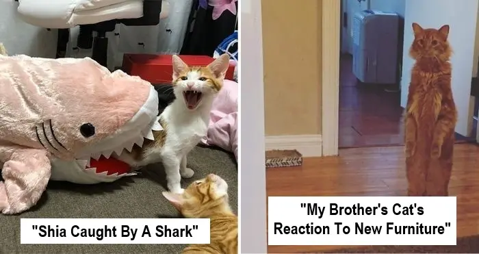 overdramatic cats
