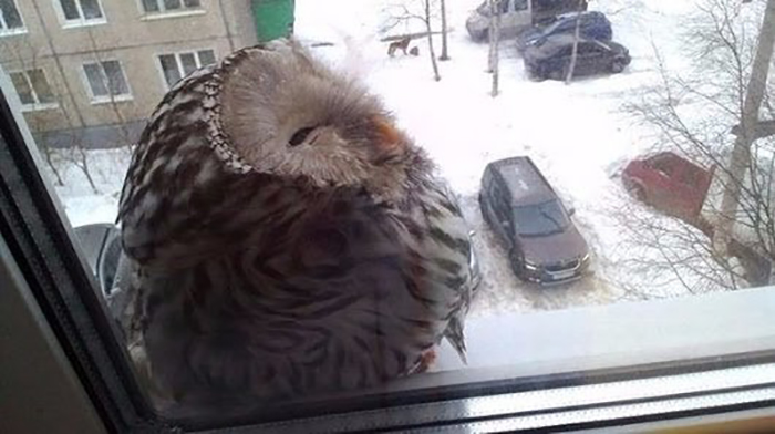 owl by the window