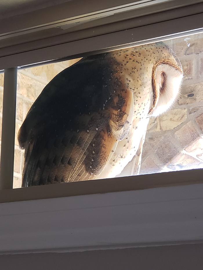 owl sleeping by the window