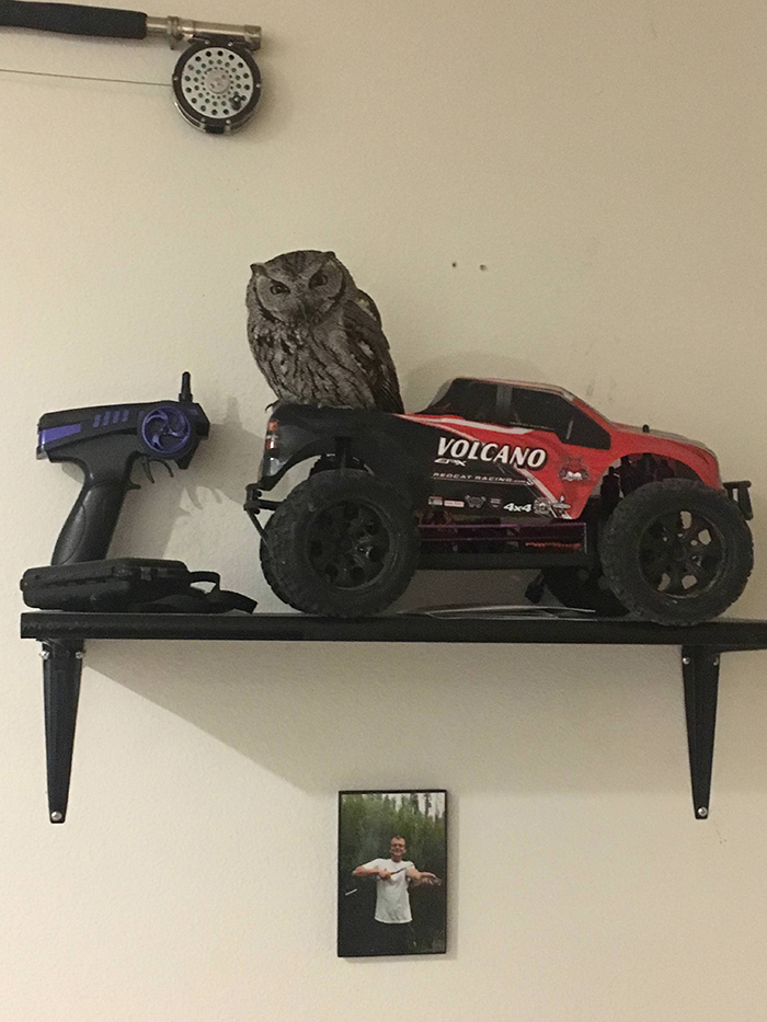 owl standing on a remote controlled car