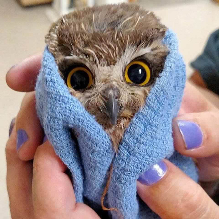 owlet wrapped around a blue towel