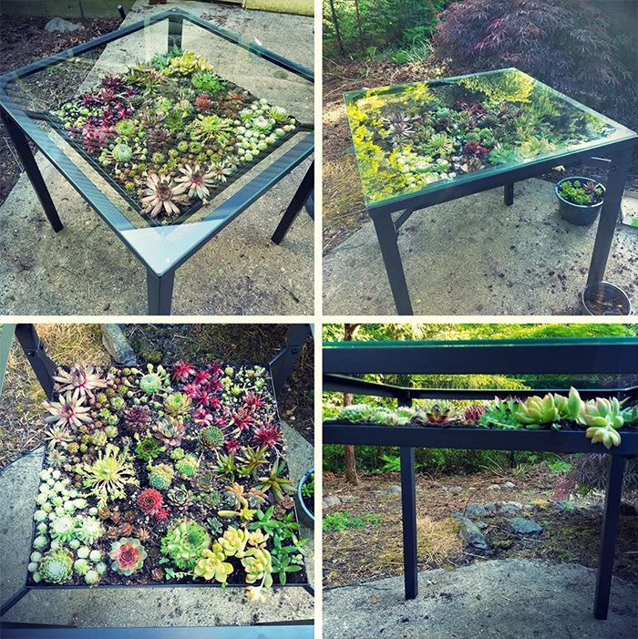 patio table succulent gardens