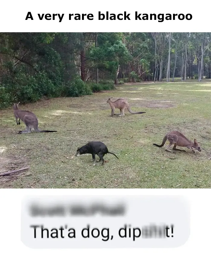 people who missed the joke black kangaroo