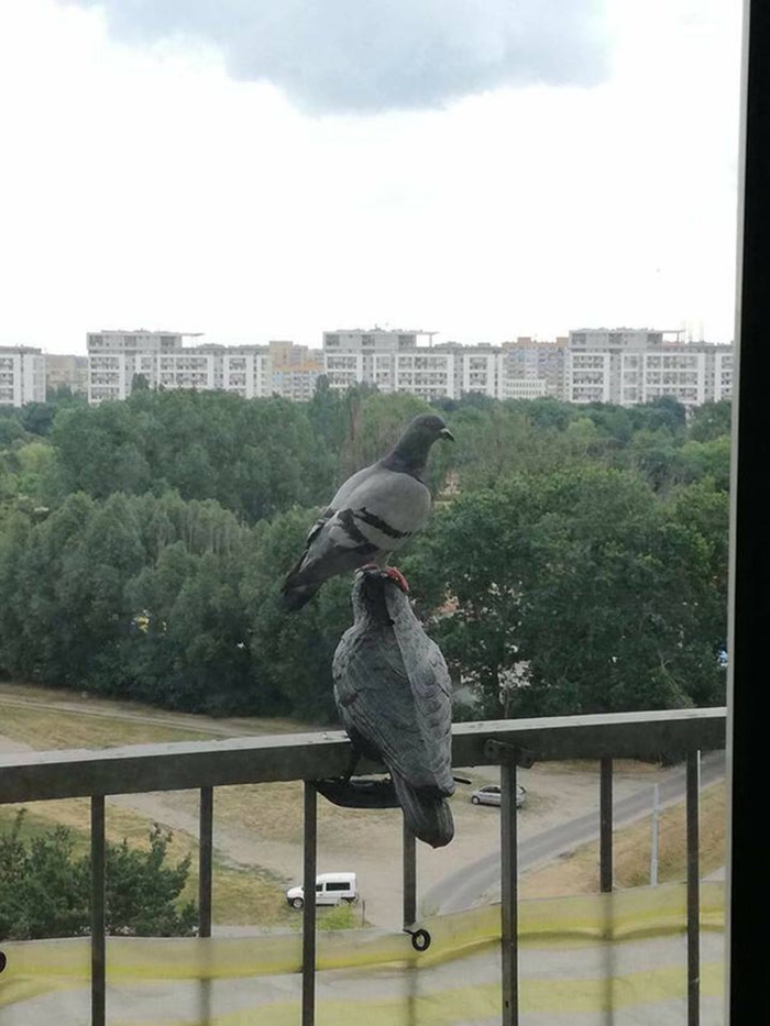 pigeon standing on the head of a fake pigeon