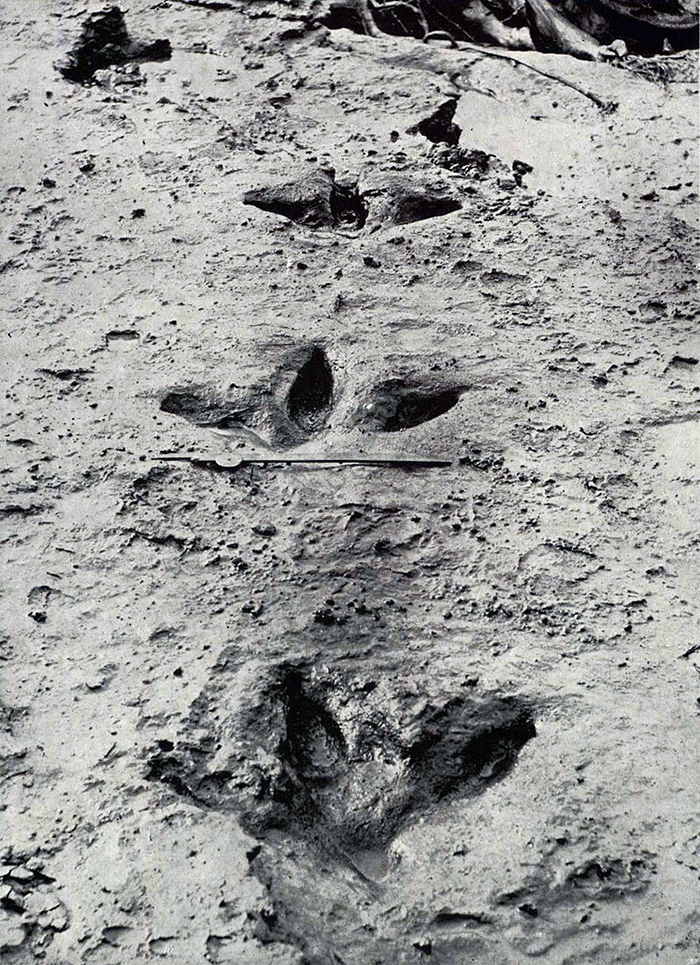 preserved bird claw prints found in 1911