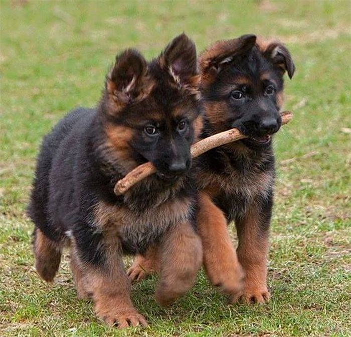 puppers branch managers