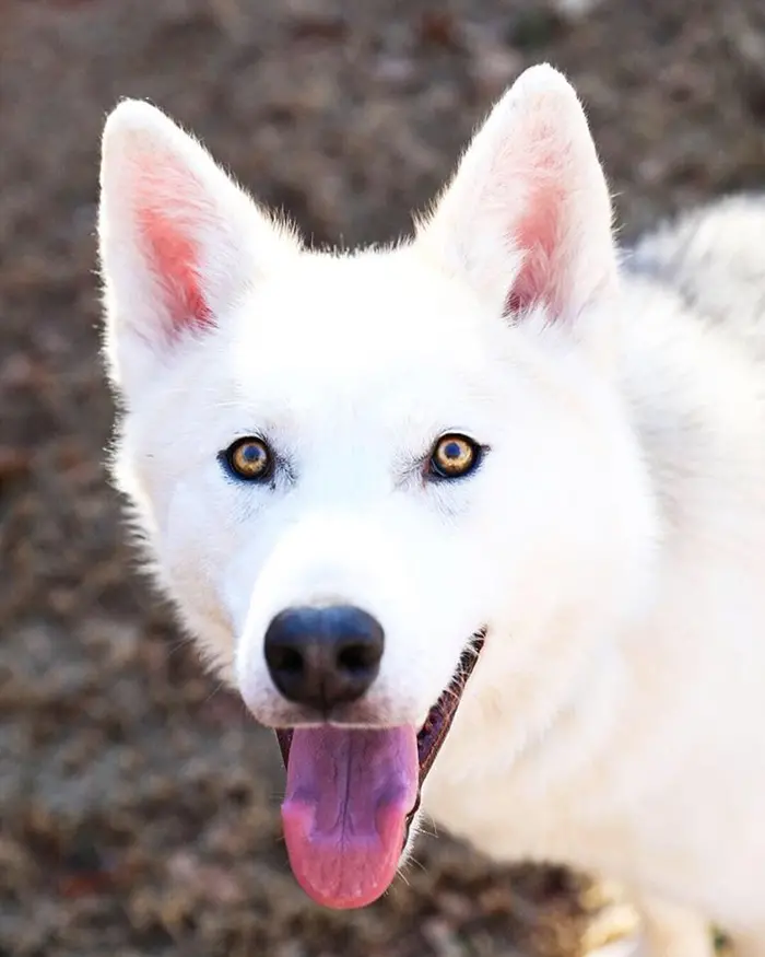 rescue dog finn face closeup