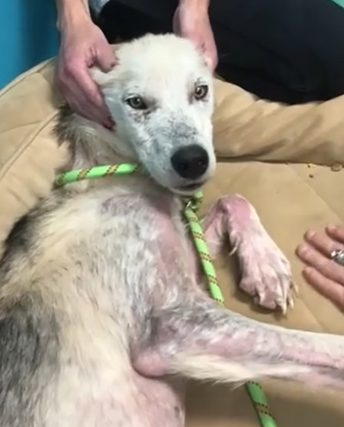 rescue dog finn on the road to recovery