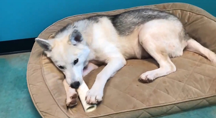 rescue dog finn playing with a toy