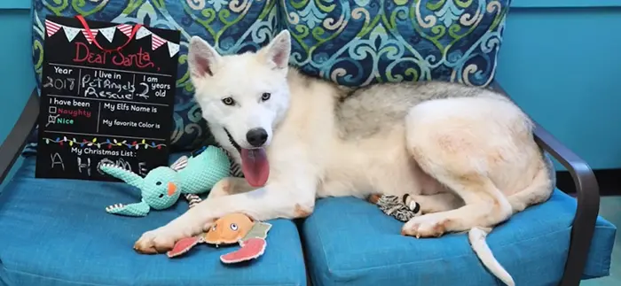 rescue dog finn ready for adoption