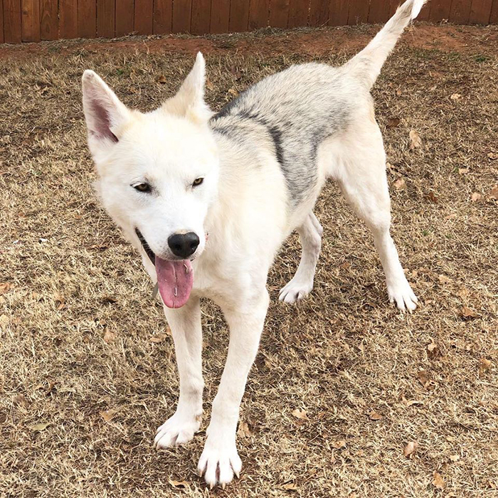 rescue dog finn with full grown fur