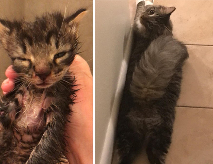 rescue kitten before and after one year