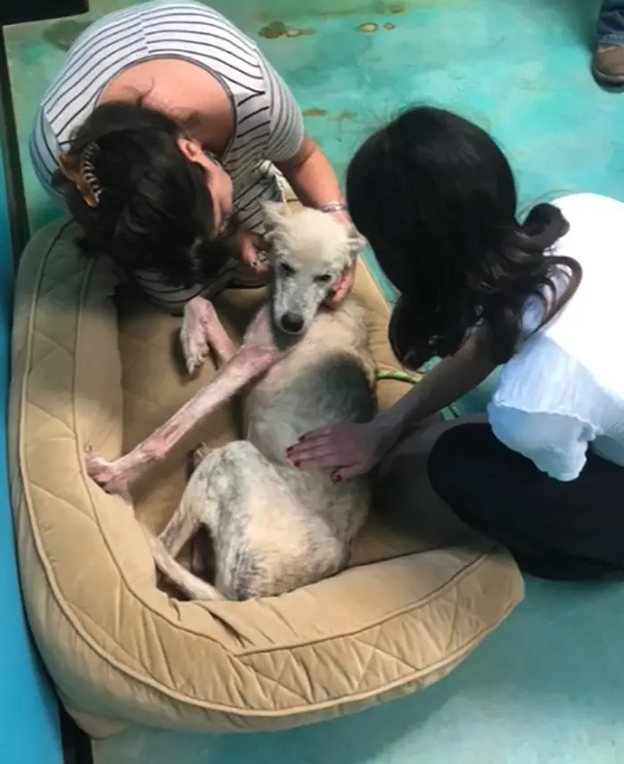 rescued husky being taken care of at a shelter