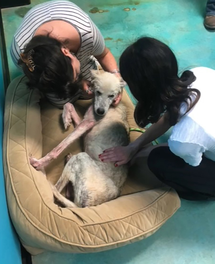 rescued husky being taken care of at a shelter