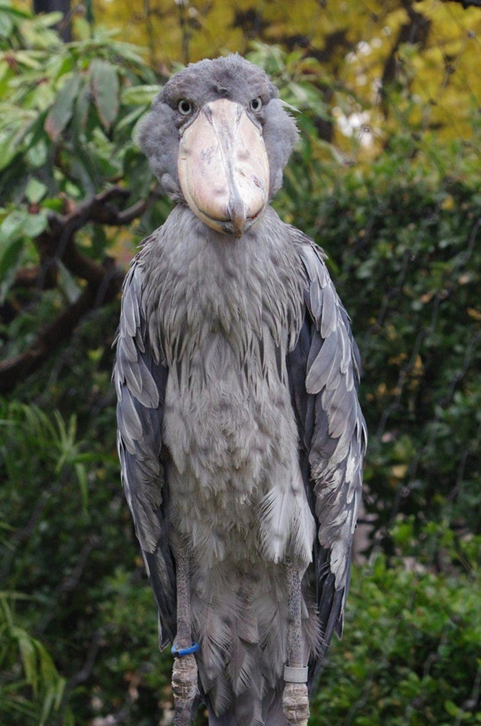 shoe-billed stork
