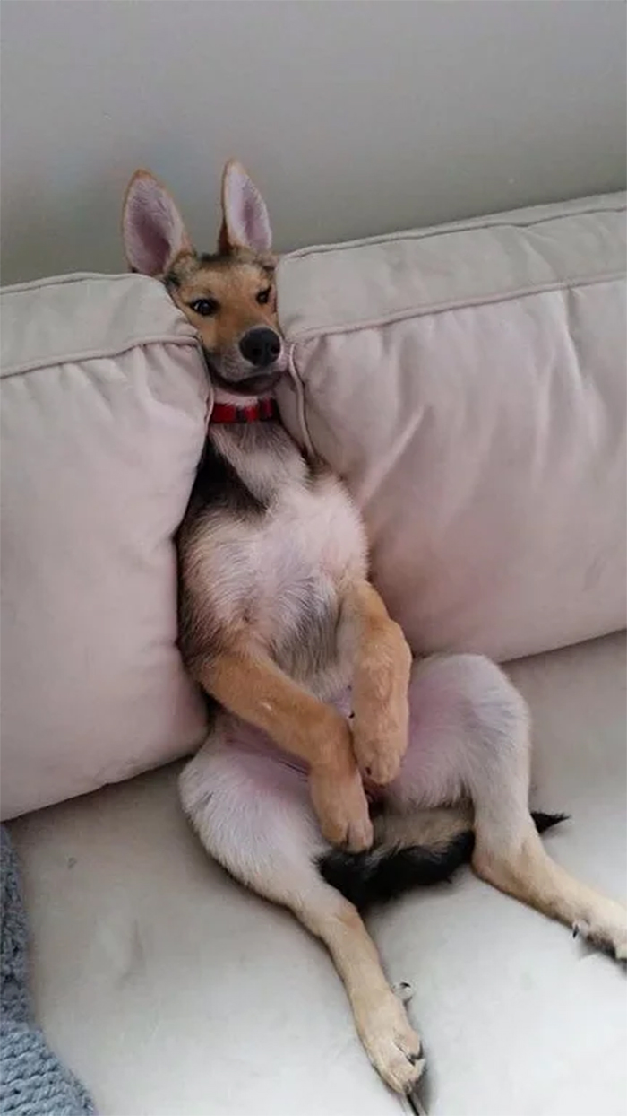 sitting dog looks like a kangaroo
