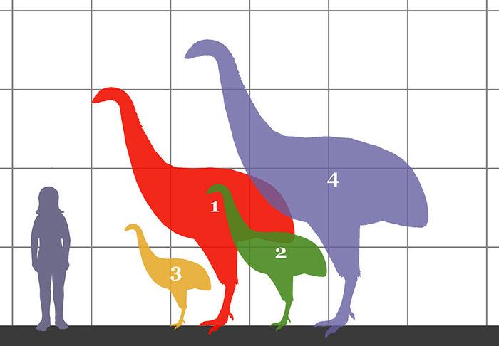 size comparison between a human and four moa species