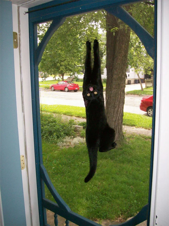 spidercat hanging on the door