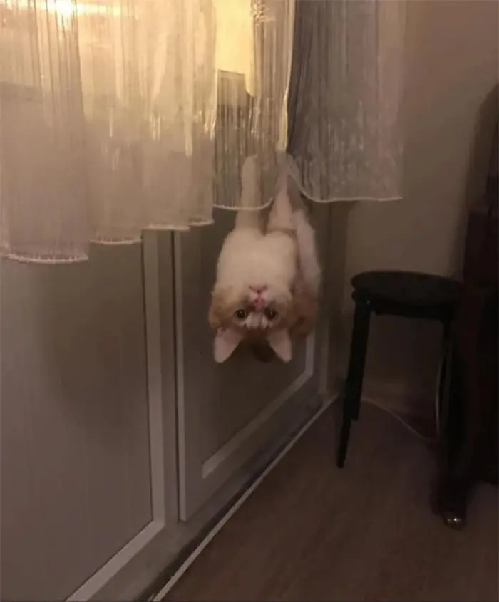 spidercat hanging upside down curtain