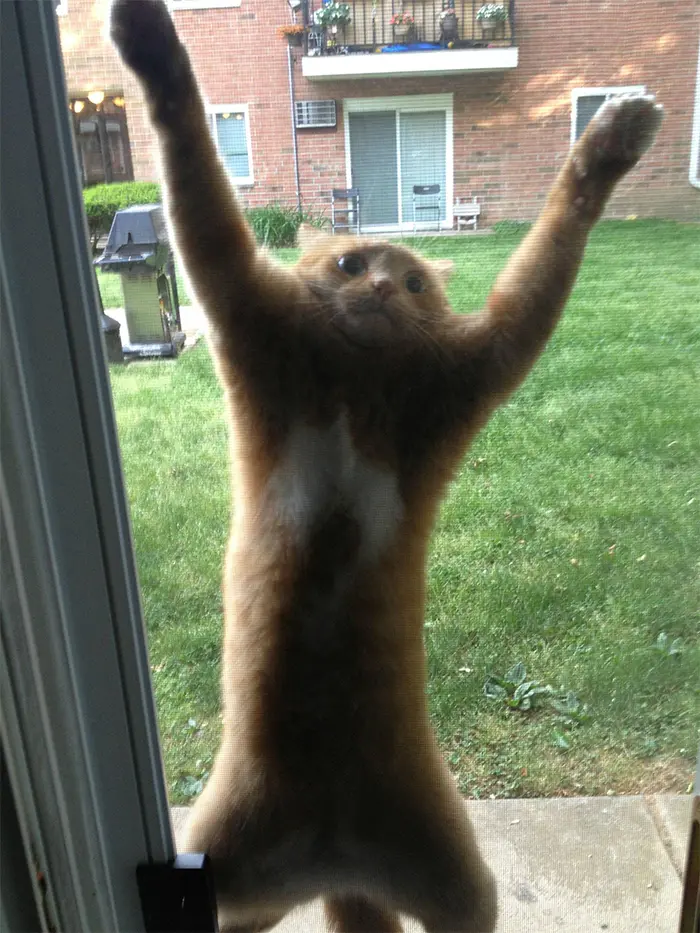 spidercat holding onto screen door