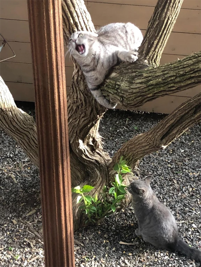 stray kitties playing in the backyard