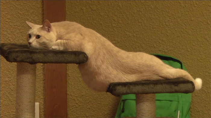 stretchy kitty