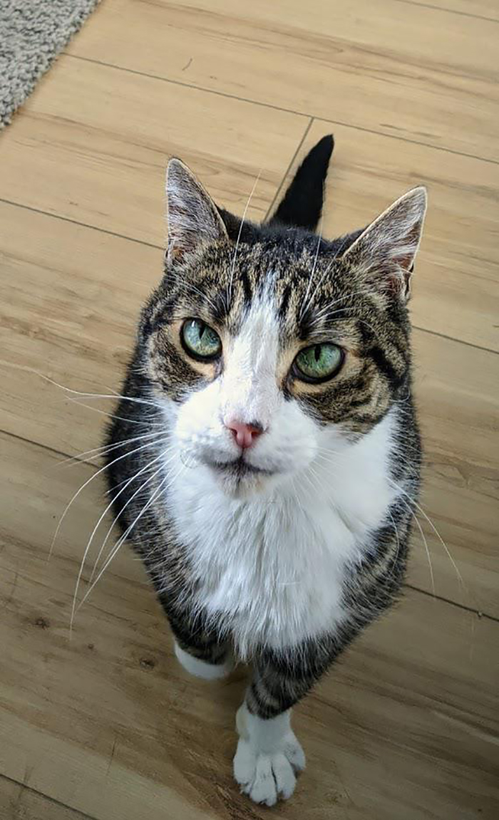 tabby cat with green eyes