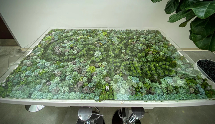 tables that double as succulent gardens