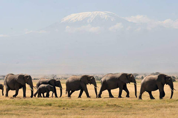 the elephant population in kenya has doubled