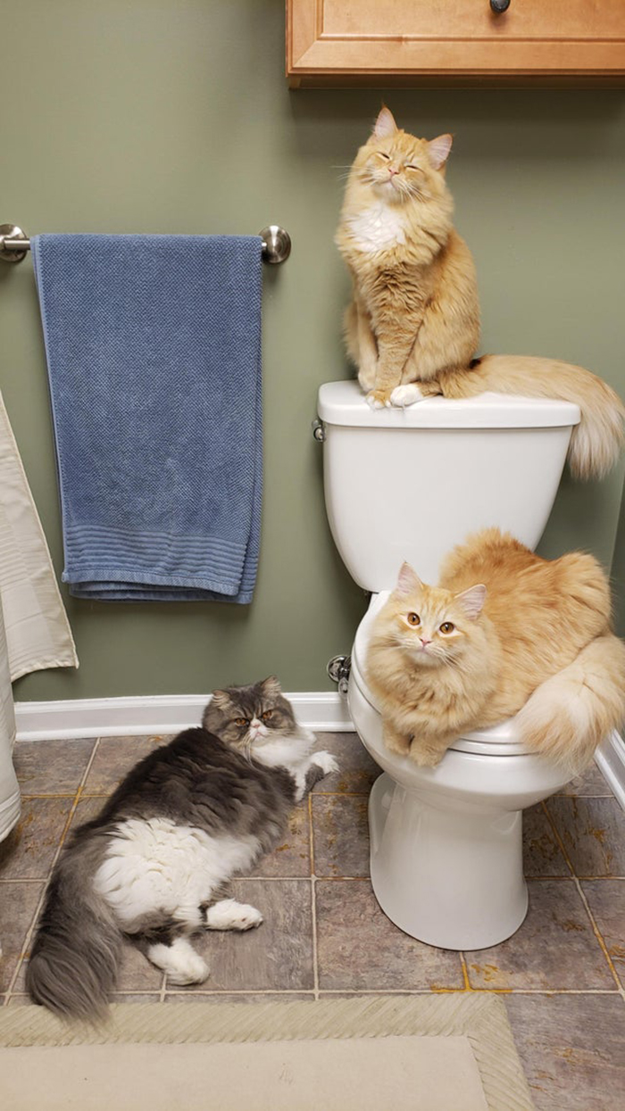 three cats in the bathroom