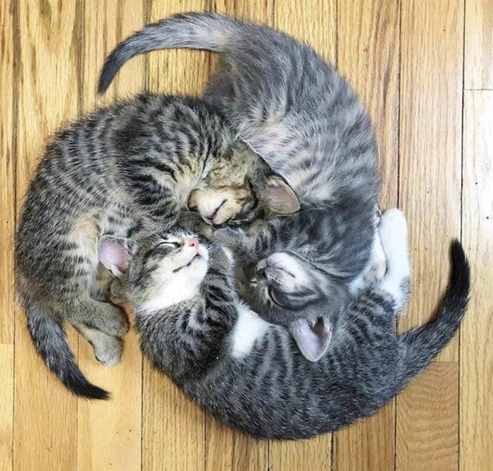 three cats sleeping in a wheel-like formation