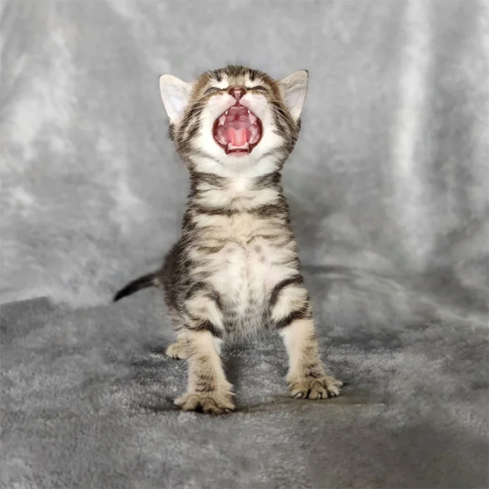 tiny kitten screaming