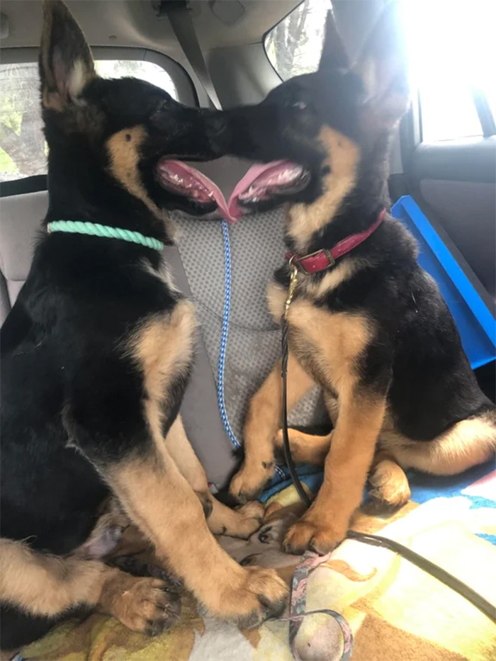 twin pups meeting at the park