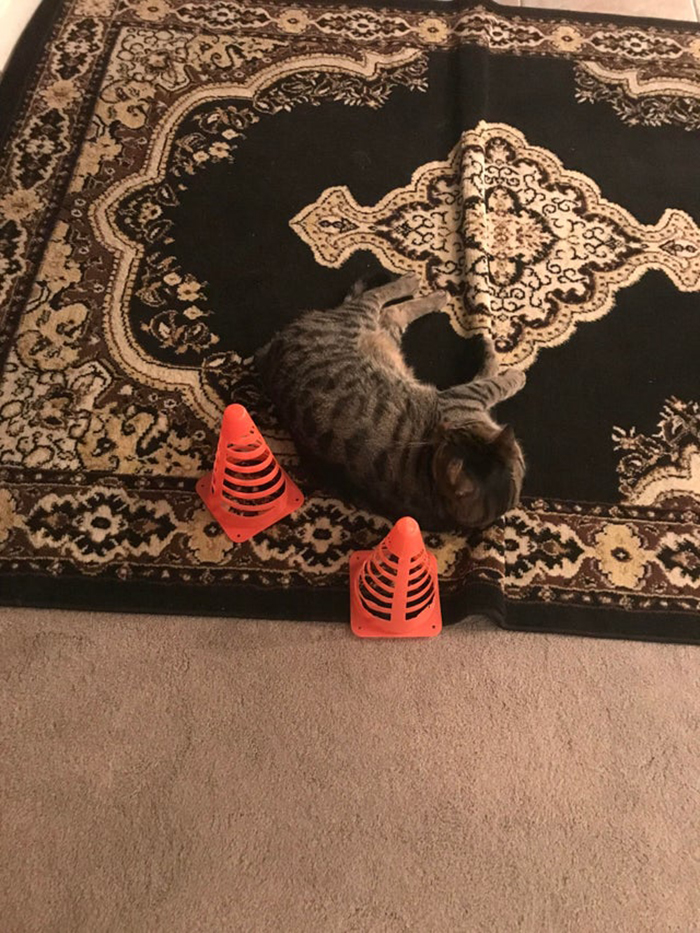 two orange cones surrounding a gray kitten sleeping on black carpet