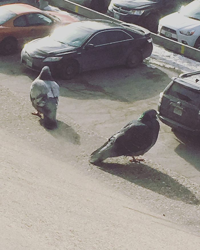 two pigeons looking over cars