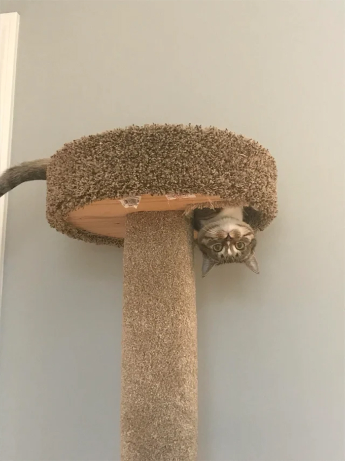 upside down kitty