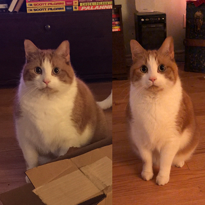 wholesome cat posts cat before and after loss weight
