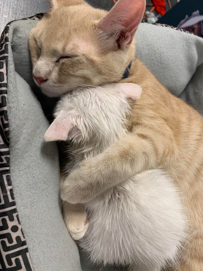 wholesome cat posts cat cuddling a kitten while sleeping