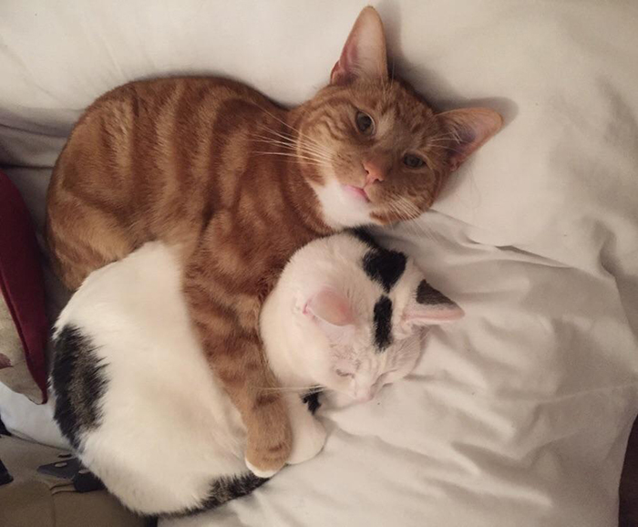 wholesome cat posts cat cuddling another cat