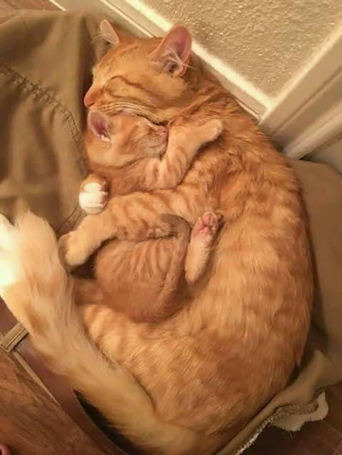 wholesome cat posts cat cuddling its baby while sleeping